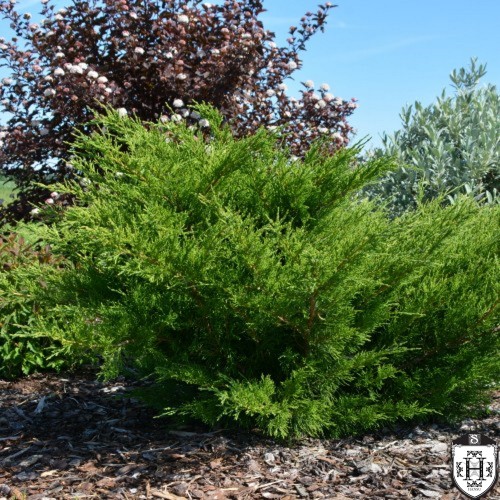 Juniperus x pfitzeriana 'Mint Julep' - Pfitzeri kadakas 'Mint Julep' C2/2L